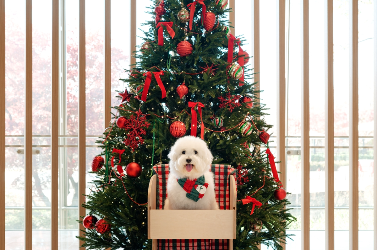 교원그룹 키녹(KINOCK), 펫팸족 취향 저격 크리스마스 프로모션 실시