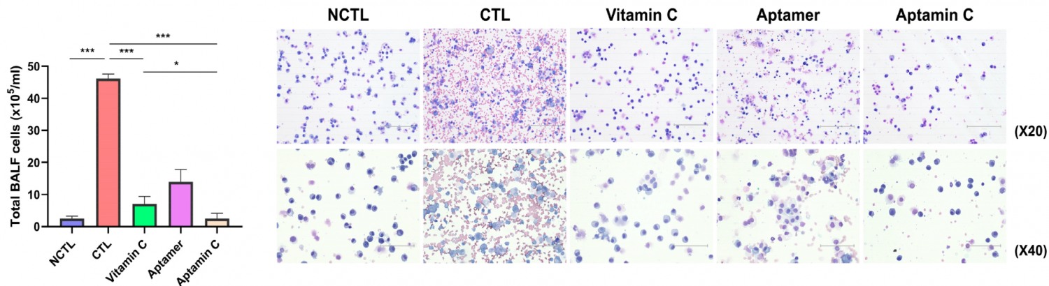 넥스모스 압타민C가 염증세포의 폐내 침윤을 억제하는 도표(파마슈티컬스 발췌)(사진제공=넥스모스)