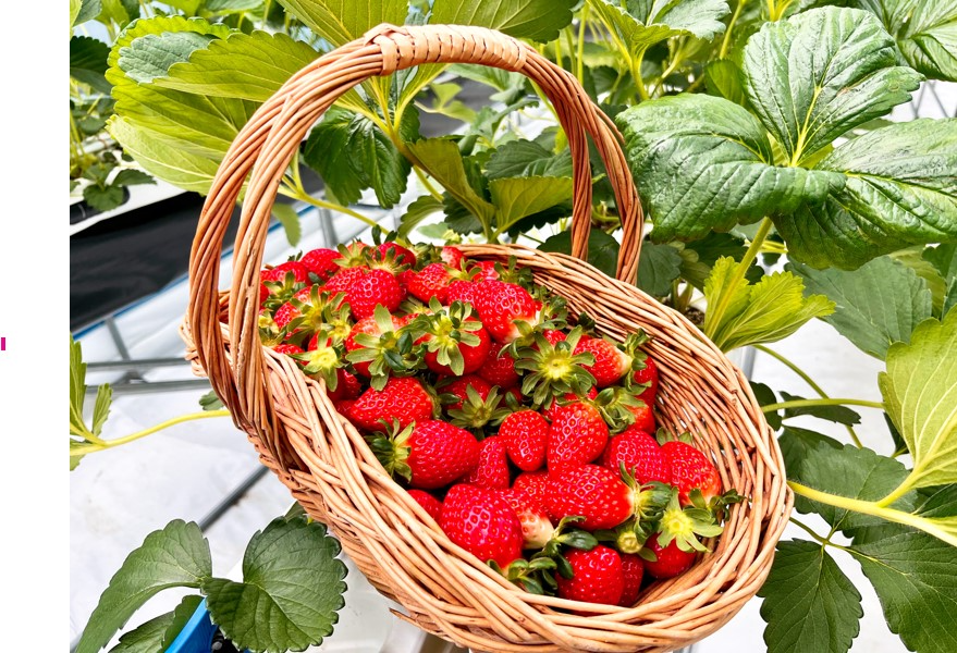 가족과 함께 자연 속에서 딸기 재배 과정과 수확을 배우고, 직접 딴 딸기로 만든 아이스크림을 맛보는 특별한 겨울 체험