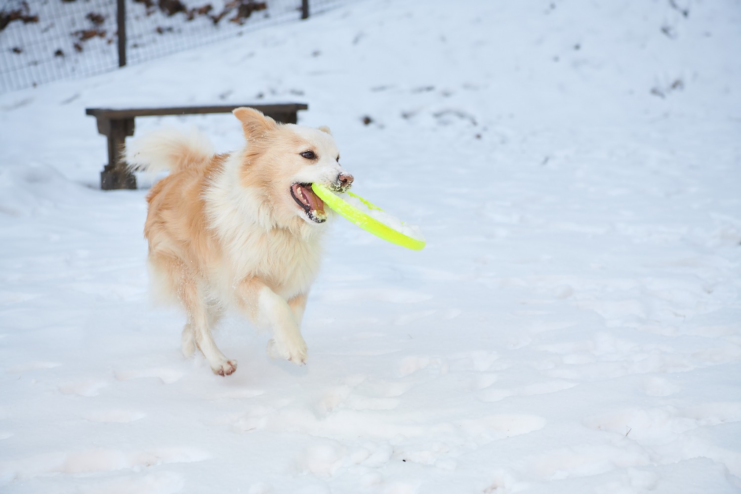 힐리펫 프로그램, 나도 훈련사! 체험 프로그램