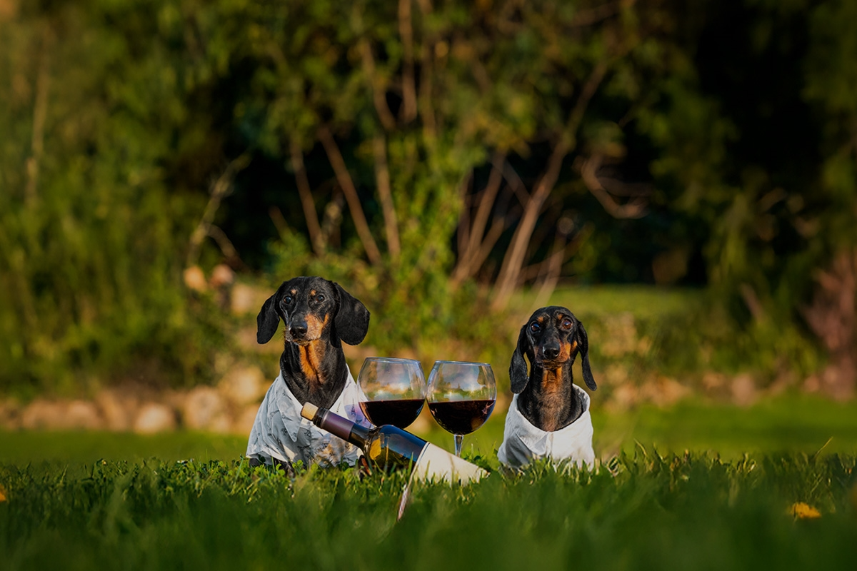 교원그룹 키녹, 스페셜 디너 패키지 선봬…“최상급 식재료로 만든 요리 즐기세요”