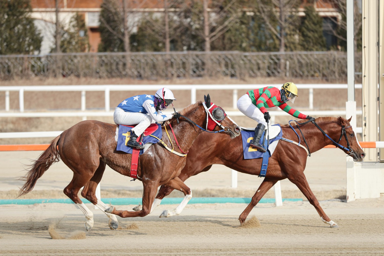 2위마 롱런불패(좌)와 우승마 찬페이머스(우)