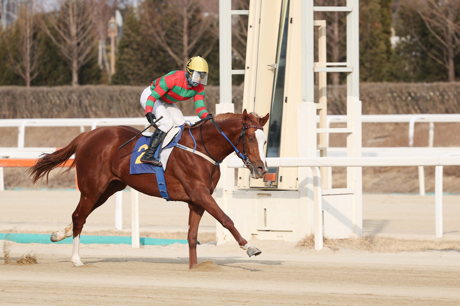 2월 23일 제38회 스포츠서울배 우승마 찬페이머스