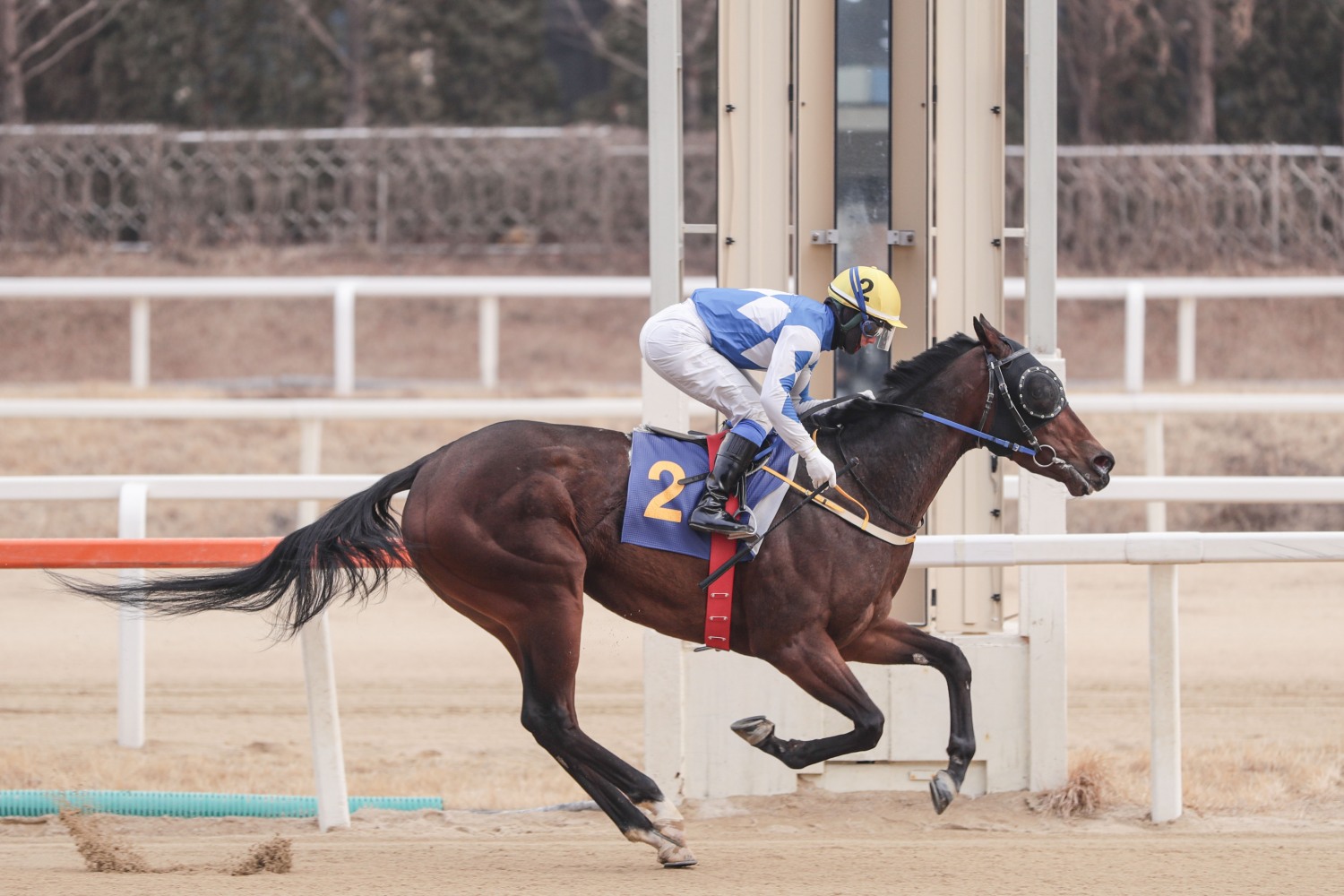 25년 2월 16일 세계일보배 우승마 크라운함성
