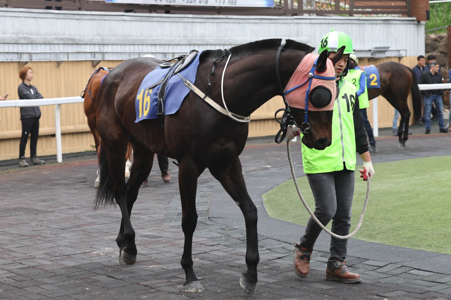 24년 11월 24일 브리더스컵 퀸 출전마 글로벌태양