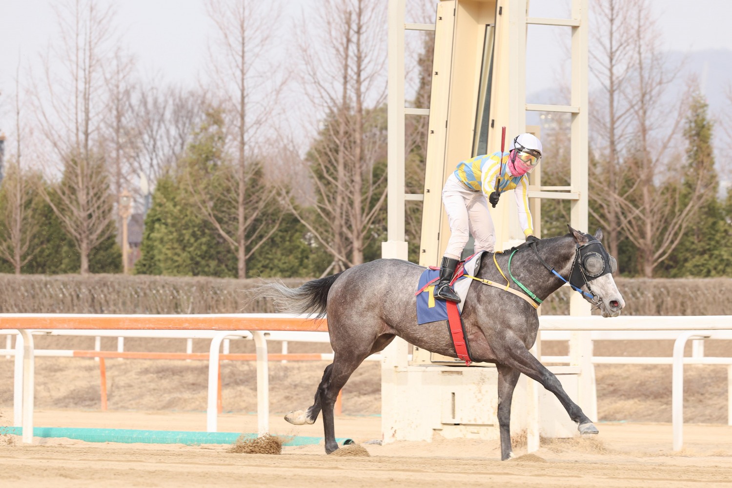 25년 3월 23일 동아일보배 우승한 글라디우스와 장추열 기수
