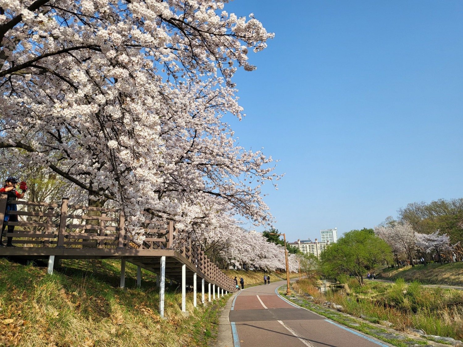 성남시, 벚꽃길 명소 9경 봄나들이 제격