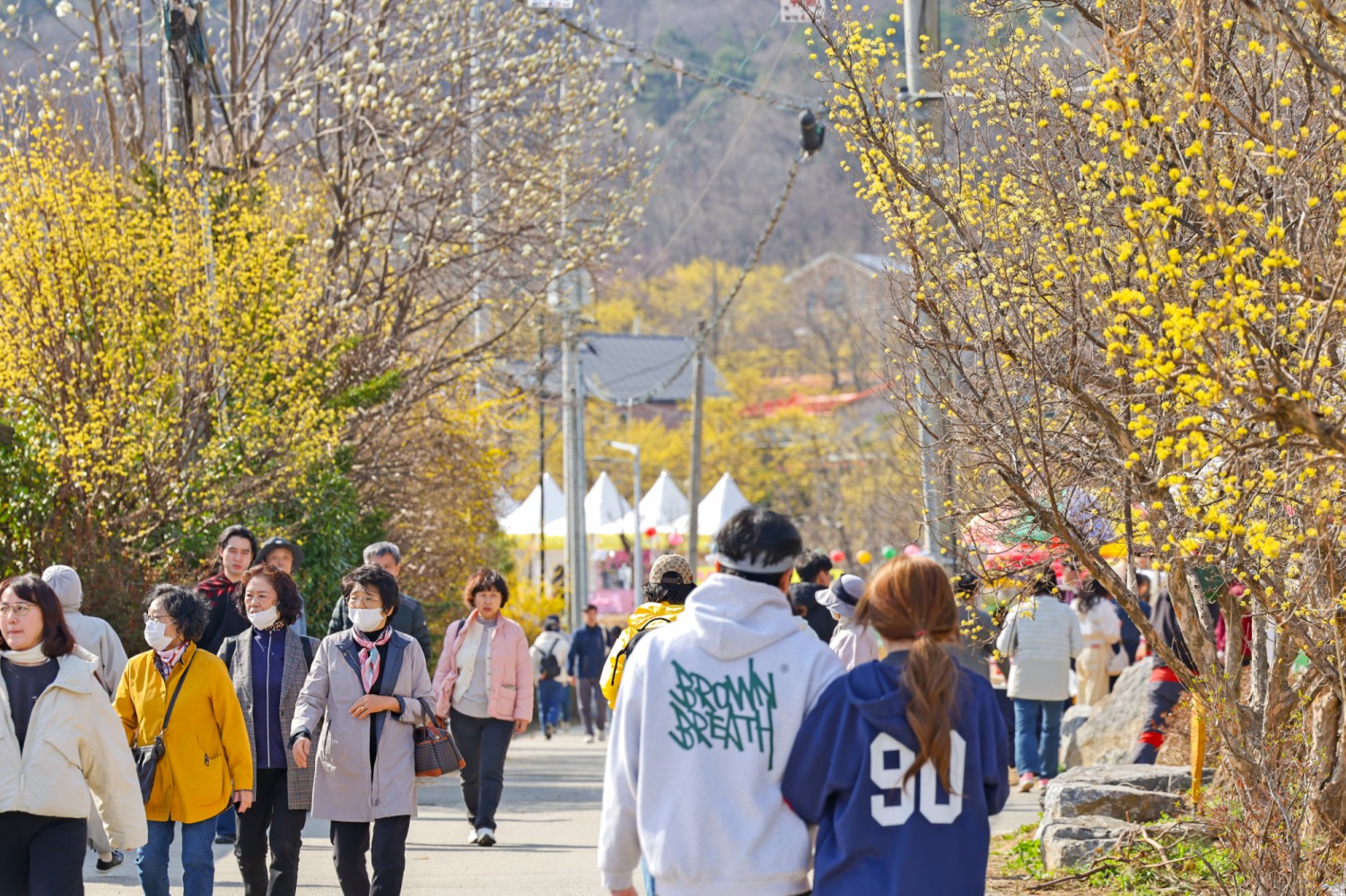 이천백사산수유꽃축제 추진위원회 제공