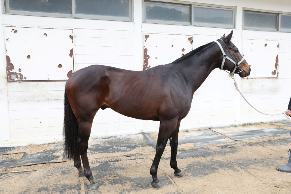 블랙맘바_25년3월