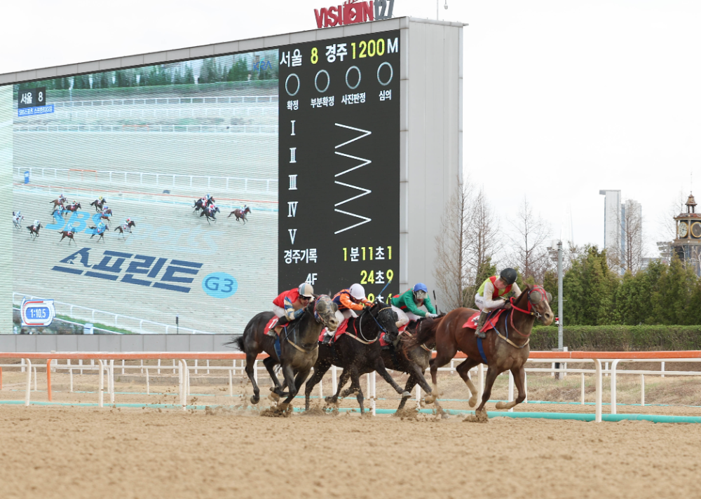 25년4월13일 제33회 SBS스포츠 스프린트 우승 빈체로카발로, 조재로 기수(4번, 검은색)