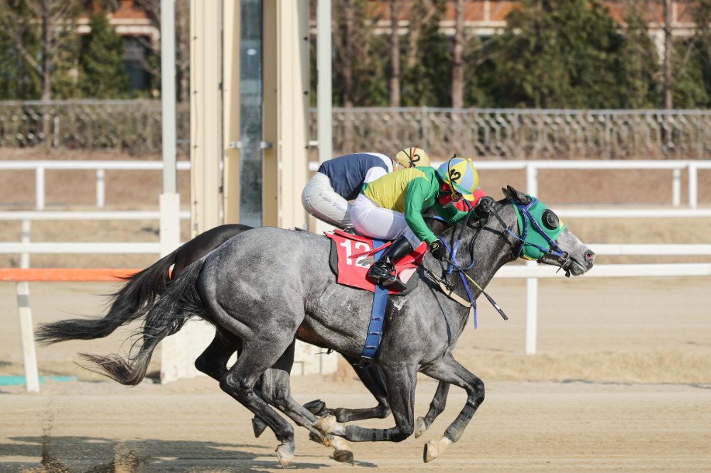 스테이어1관문 헤럴드경제배 우승마와 준우승마(석세스백파, 스피드영)