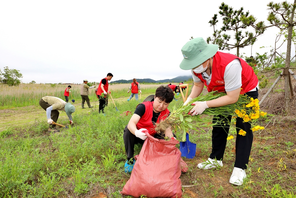 하림 직원이 지난 22일 새만금환경생태단지에서 토종 생태계 보호를 위해 생태계 교란종인 큰금계국을 뿌리째 뽑고 있다. 사진제공_(주)하림