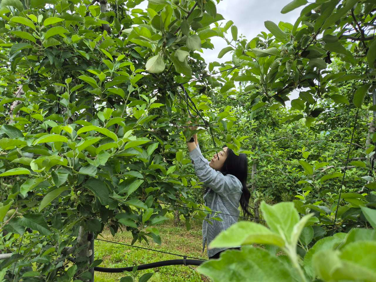 봄철 일손돕기 모습 (충남도 제공)