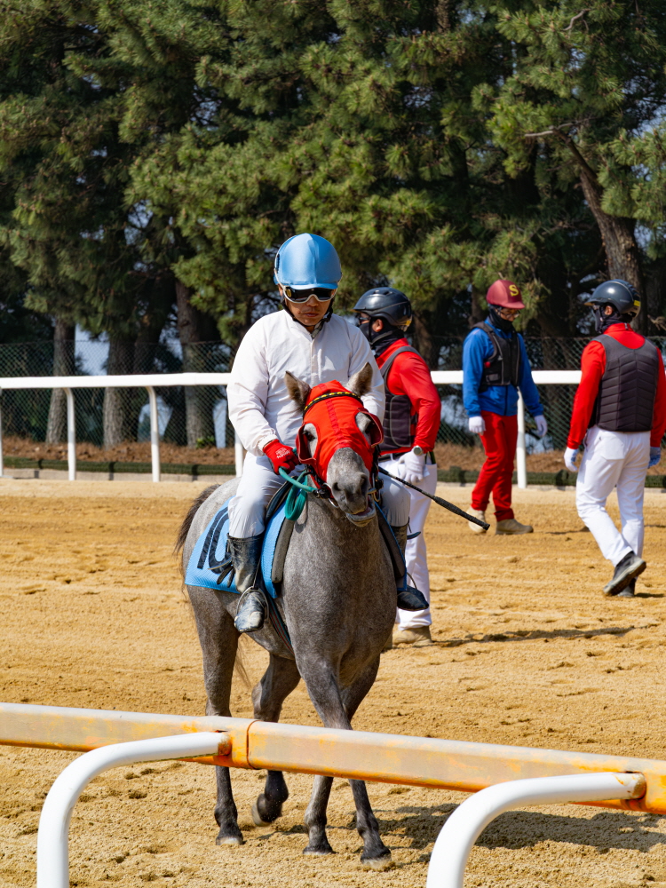 카메라 바라보는 제주마