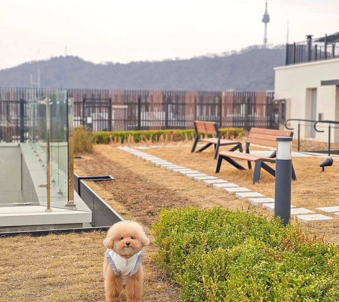 호텔 더 보타닉 세운 명동, 멍캉스 패키지 눈길…‘도심 속에서 반려견과 함께 즐기는 호캉스’