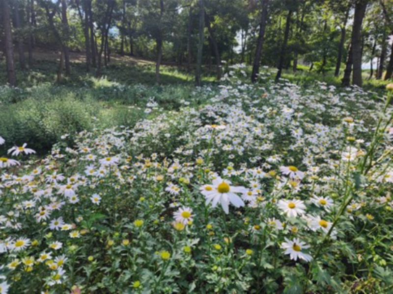 구절초 동산