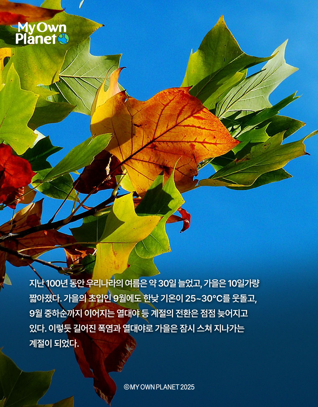 마이 오운 플래닛(My Own Planet) 기후행동 실천 캠페인 ⑫ “가을 단풍의 색채가 옅어지는 까닭"