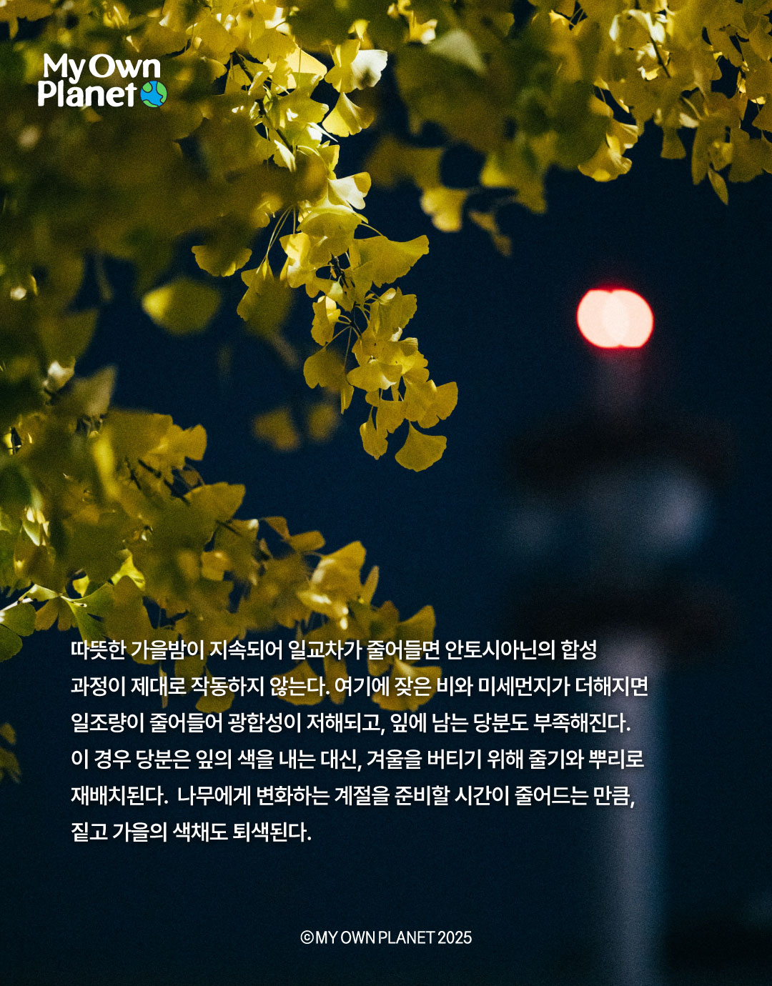 마이 오운 플래닛(My Own Planet) 기후행동 실천 캠페인 ⑫ “가을 단풍의 색채가 옅어지는 까닭"