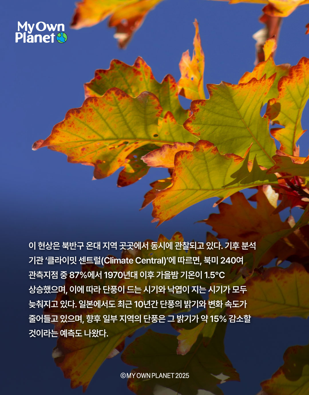 마이 오운 플래닛(My Own Planet) 기후행동 실천 캠페인 ⑫ “가을 단풍의 색채가 옅어지는 까닭"