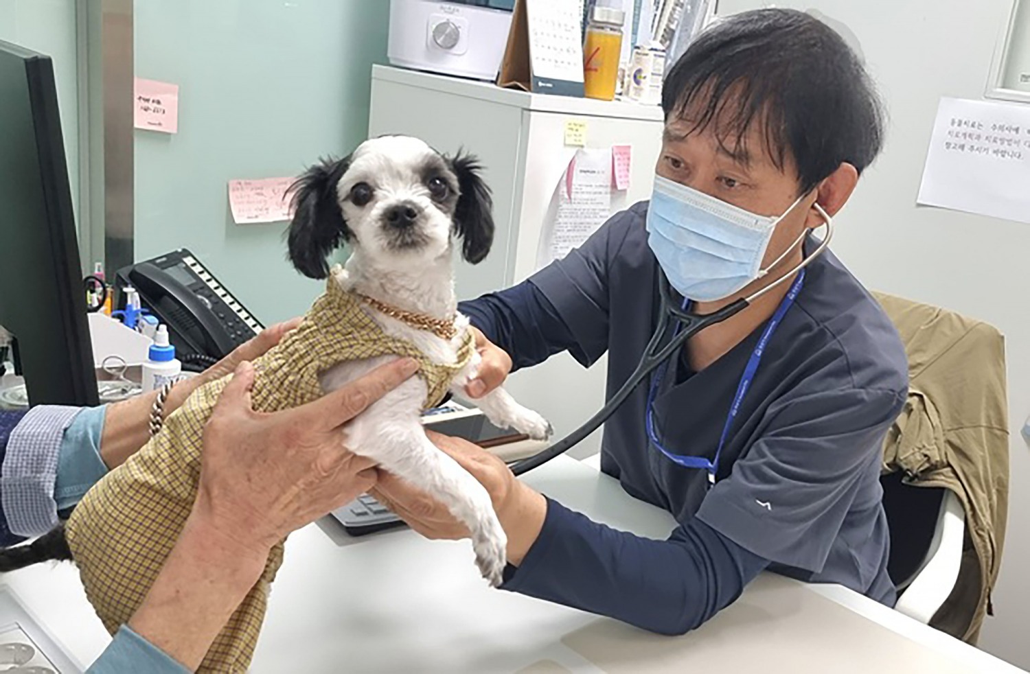 성남시립동물병원에서 진료 중인 수의사 (성남시 제공)