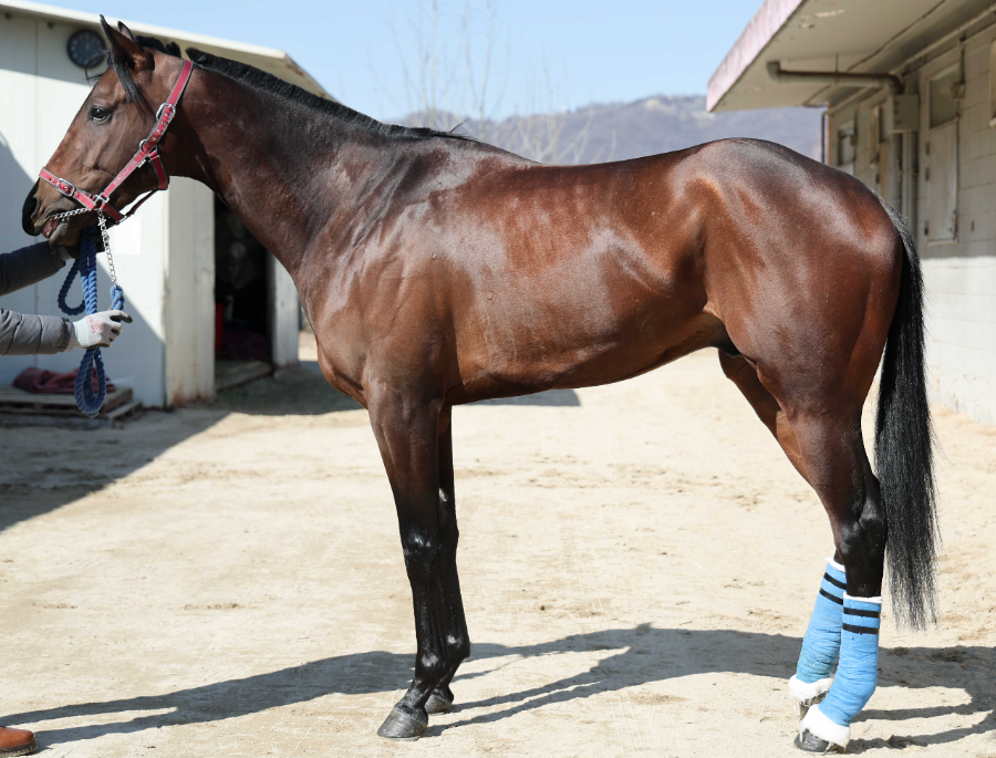 새로운 서사의 시작… 붉은 말의 기운으로 여는 2026년 한국경마 첫 1등급 경주