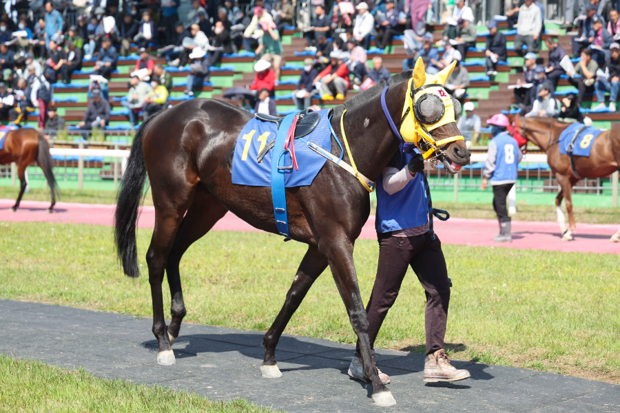 새로운 서사의 시작… 붉은 말의 기운으로 여는 2026년 한국경마 첫 1등급 경주