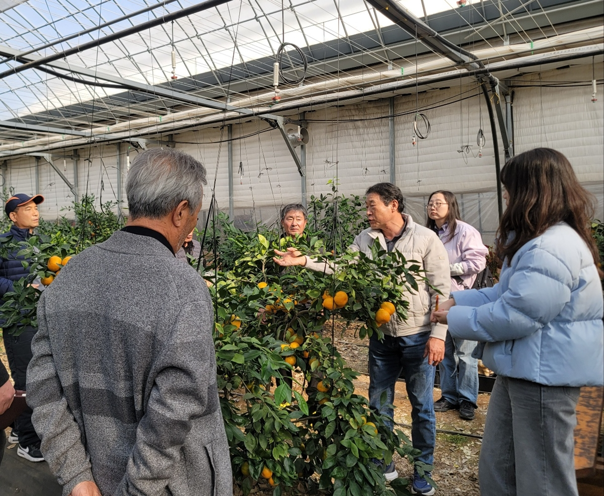 광주시, 감귤 재배 농가 대상 겨울전정 현장 자문