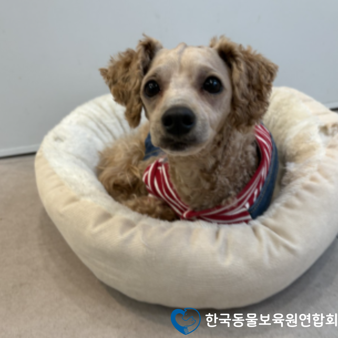 한국동물보육원연합회, 강아지 고양이 파양 보호 체계 확대…무료분양·구조 연계 강화