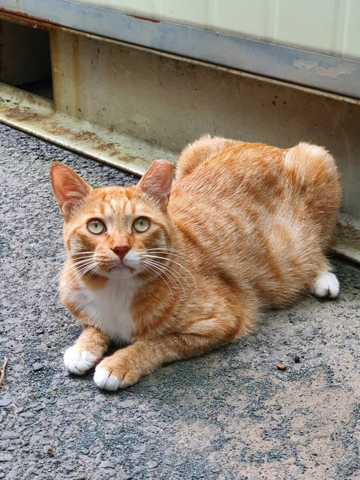 길고양이 중성화 수술 지원사업 아산시 제공)