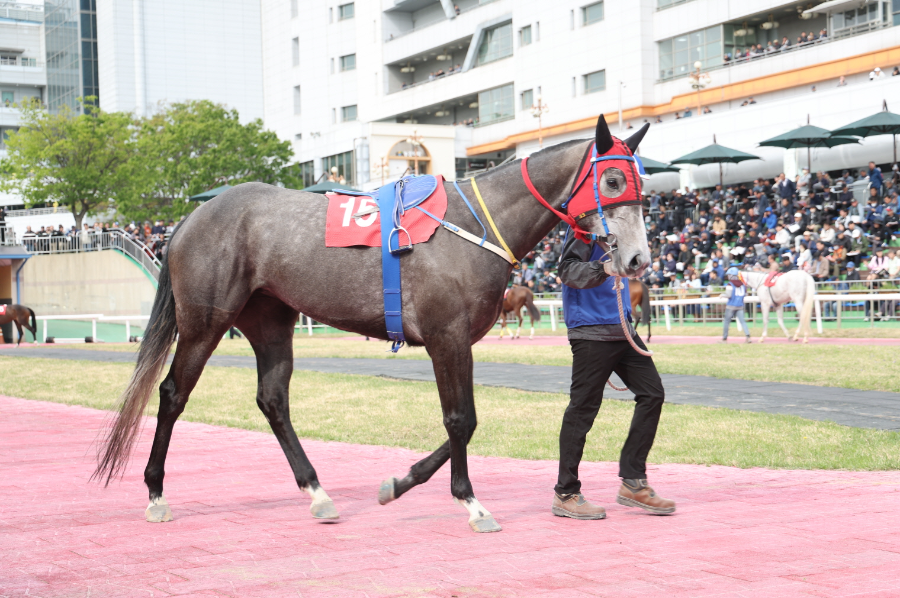 플라잉스타_25년4월27일 뚝섬배