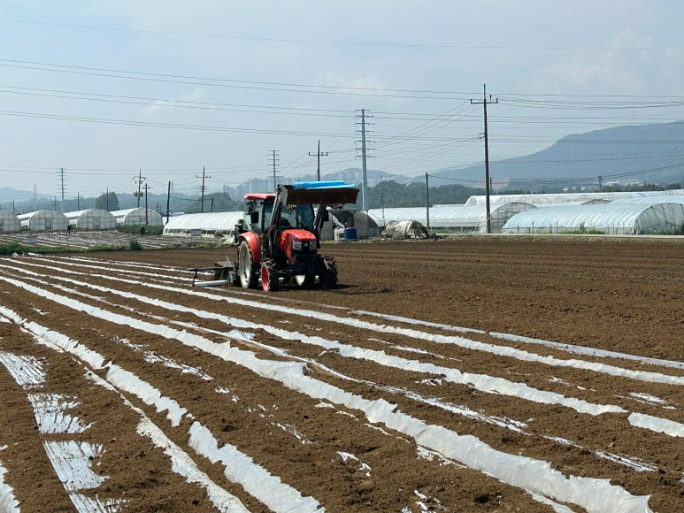 배추 씨스트선충 약제 방제 사진 (아산시 제공)