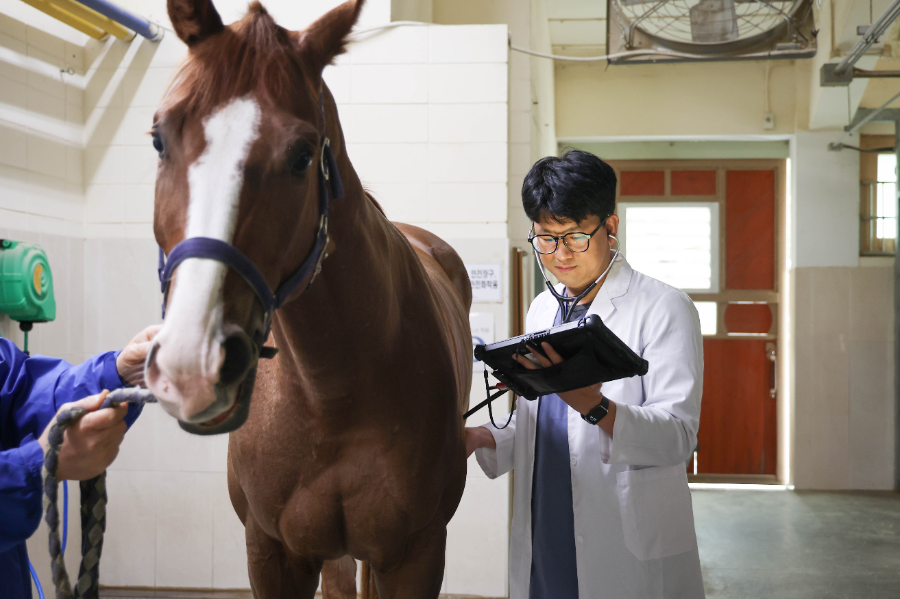 한국마사회 말 수의사가 진료를 하고있다.