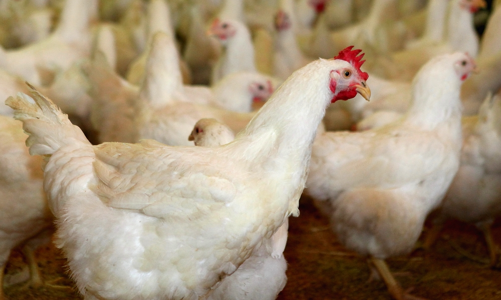 하림, 시장 안정화 위해 닭 공급 늘린다