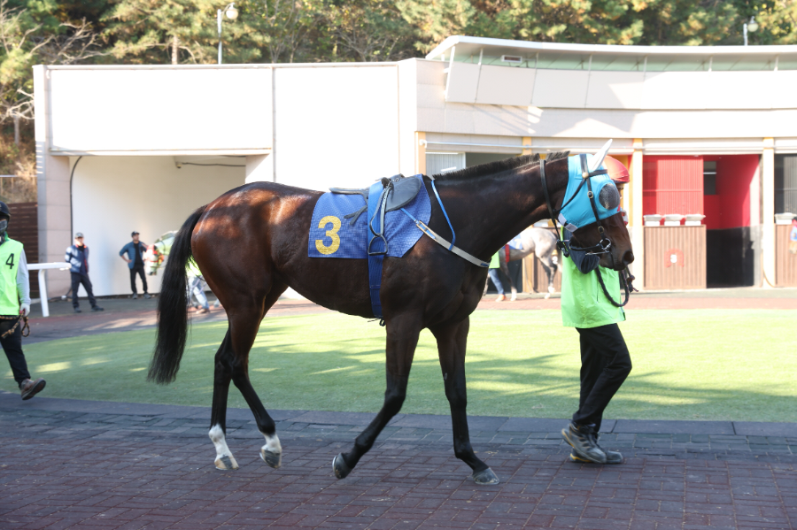 에이스하이_25년 브리더스컵 퀸 출전모습