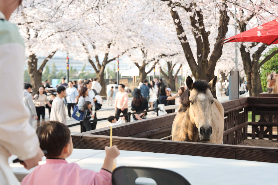 벚꽃축제에서 아이가 말을 구경하고 있다_ 사진은 지난해 벚꽃축제