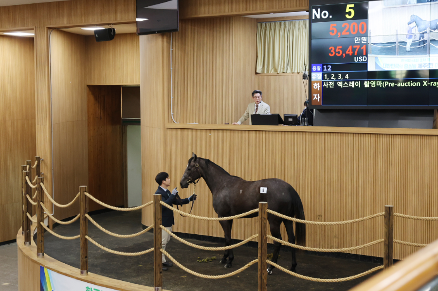올해 첫 2세 경주마 경매 제주서 열려...최고가 6,300만원 기록