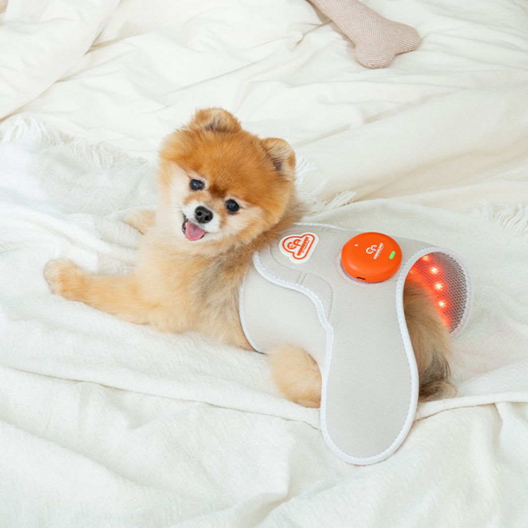 시리어스펫, 24일 네이버 쇼핑라이브 출격…슬개골 케어 제품 다양한 혜택 공개