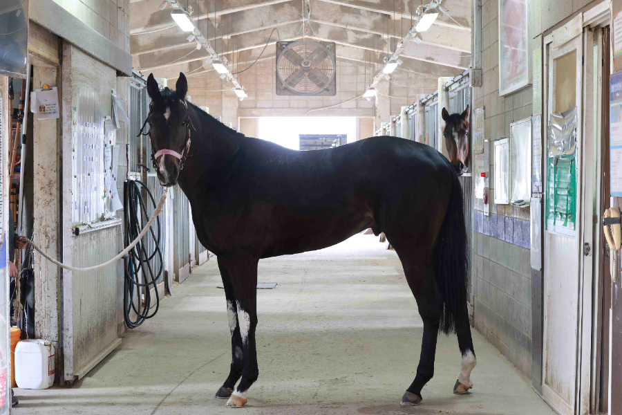 삼관마를 향한 질주 시작... KRA컵 마일(G2) 개최