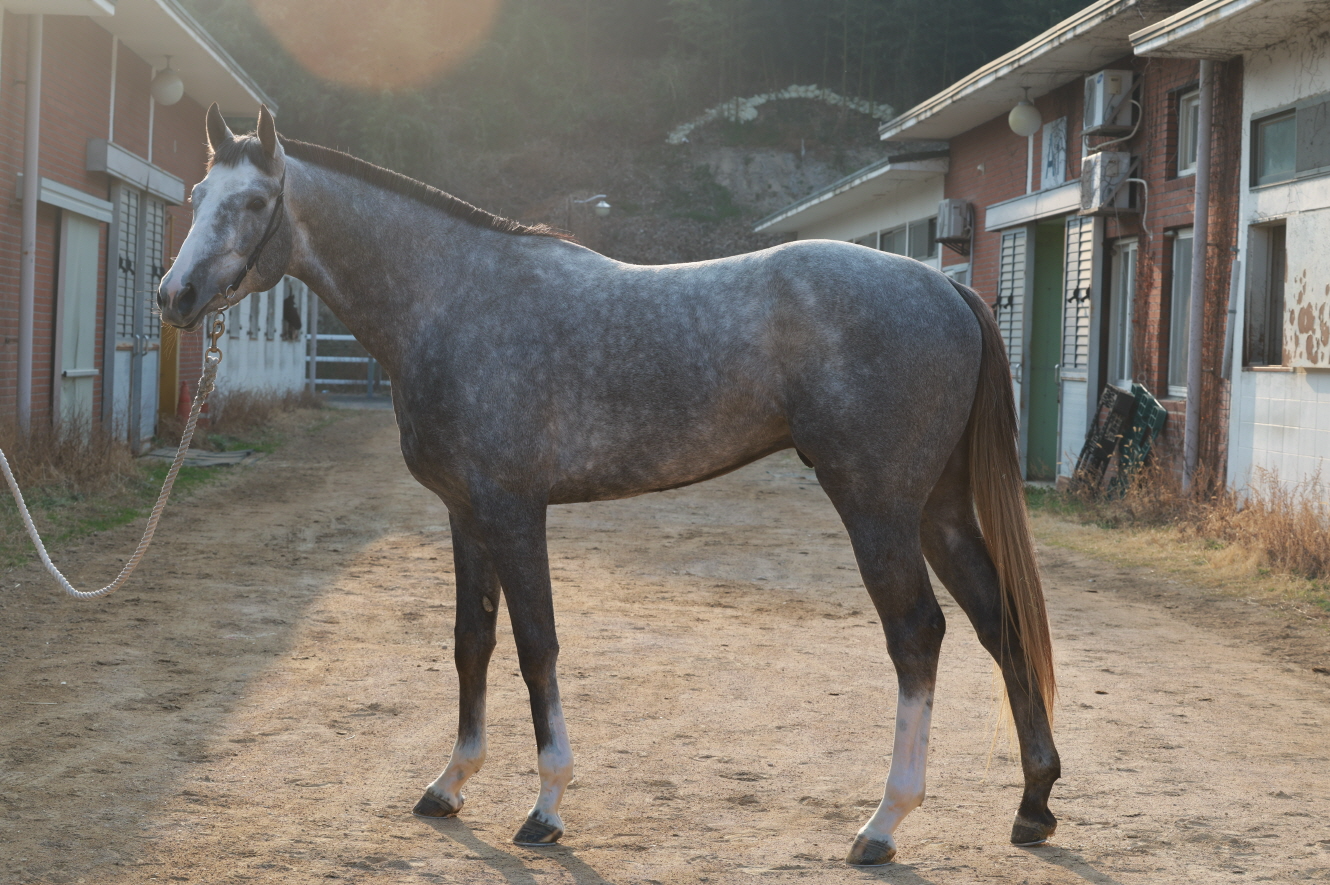 삼관마를 향한 질주 시작... KRA컵 마일(G2) 개최