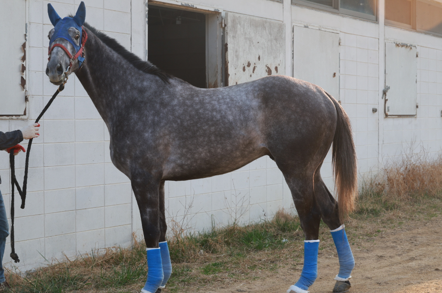 삼관마를 향한 질주 시작... KRA컵 마일(G2) 개최