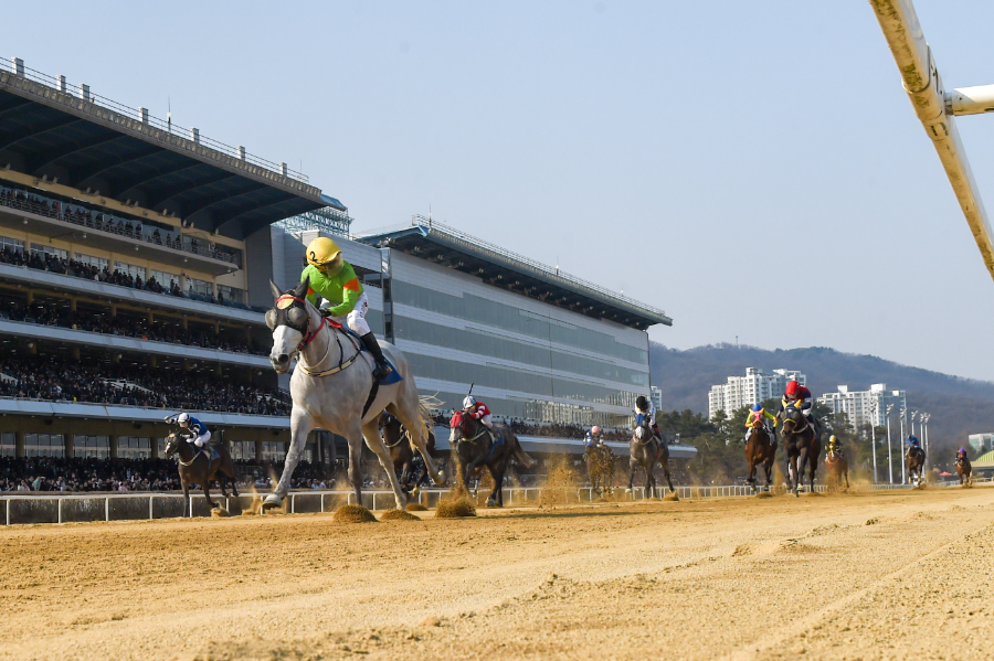 라온포레스트와 조재로기수(노란색 모자)가 결승선을 가장 먼저 통과하고 있다