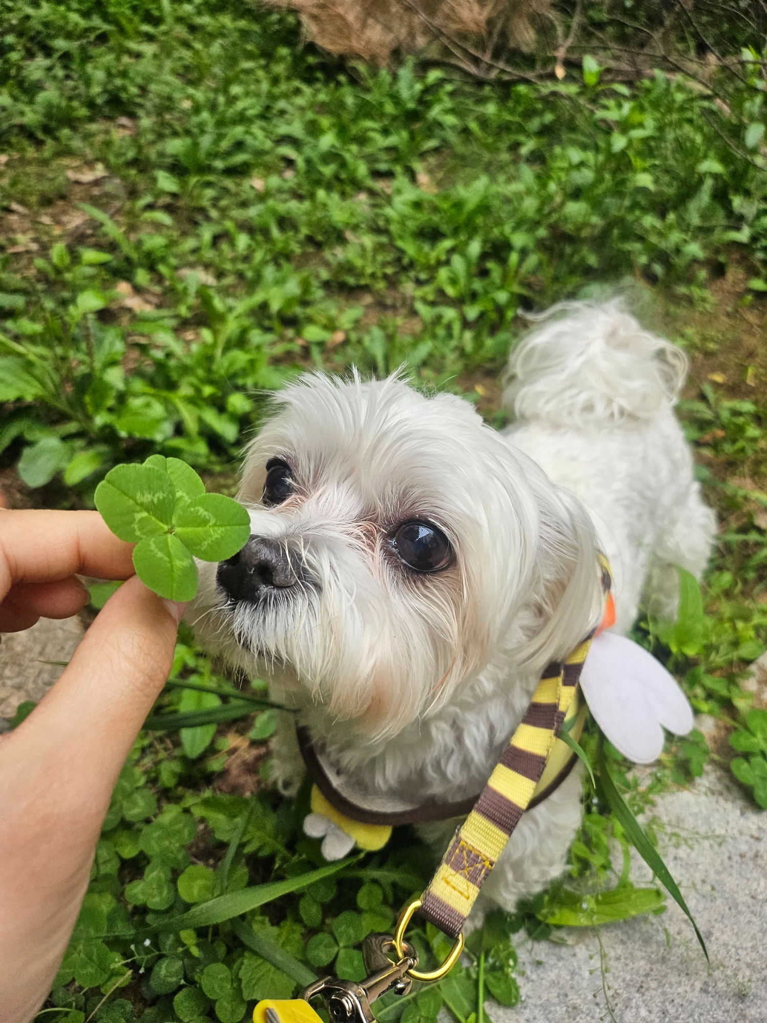 반려동물 의료서비스 지원사업 확대