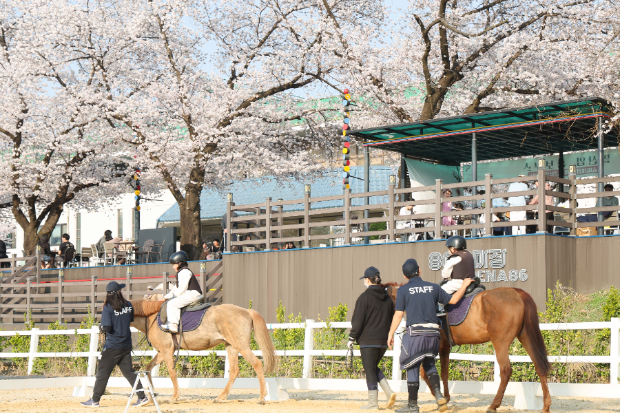 렛츠런파크 서울 벚꽃축제‘馬시멜로’개최