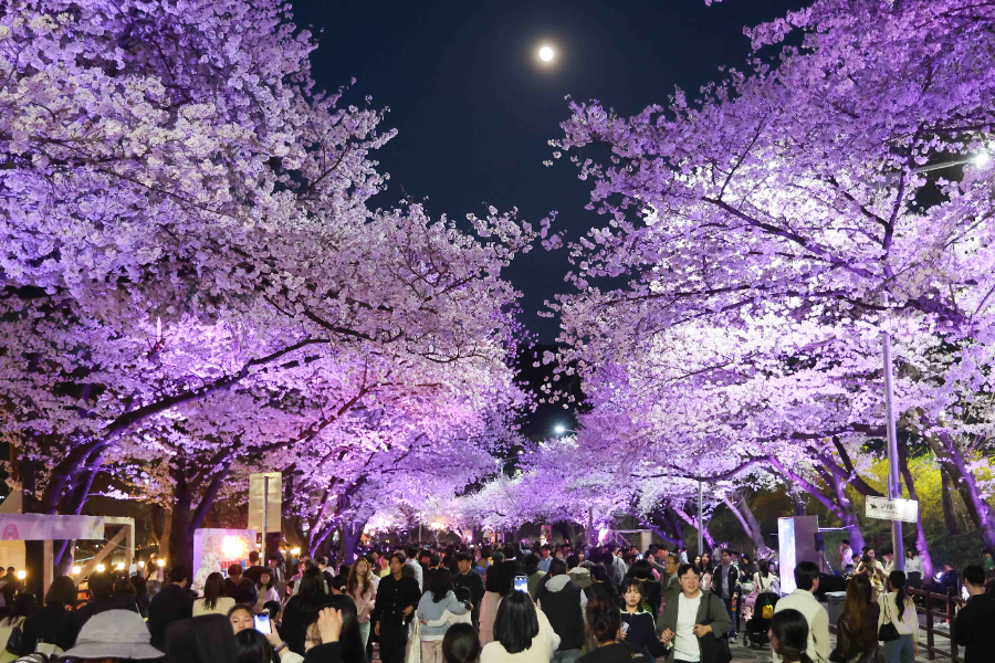 렛츠런파크 서울 벚꽃축제‘馬시멜로’개최