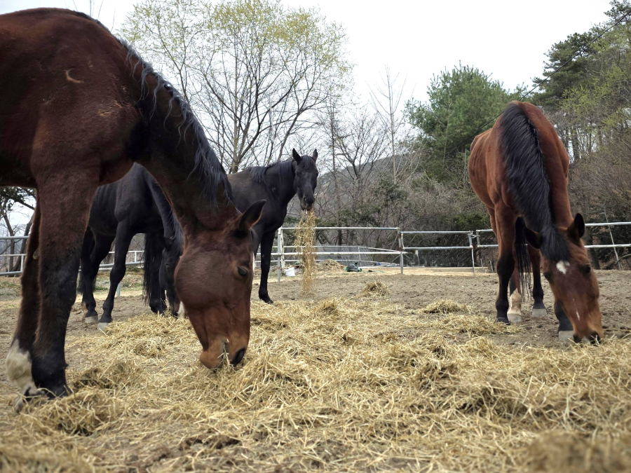 말 먹이도 국산으로... 이탈리안 라이그라스 열풍건초, 사료가치 입증