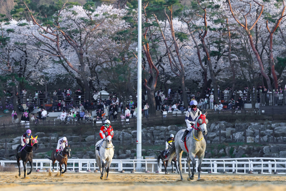 “여의도 말고 여기?” 인산인해 이룬 렛츠런파크 서울 벚꽃축제