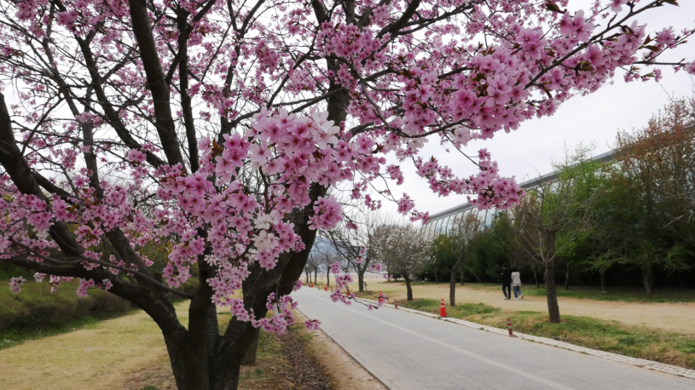 미사경정공원 겹벚꽃, 겹벚꽃은 일반 벚꽃보다 약 2주 정도 늦게 개화한다.