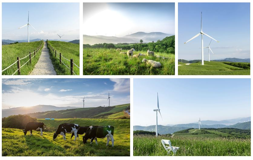 대관령의 생동감을 만끽하라! 삼양라운드힐, 웰니스 브랜드 ‘REED’와 함께하는 그린시즌 시작