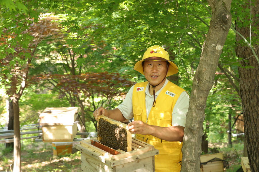 LG가 조성한 토종 꿀벌 서식지에서 김대립 명인이 토종 꿀벌의 생육 상태를 점검하고 있다