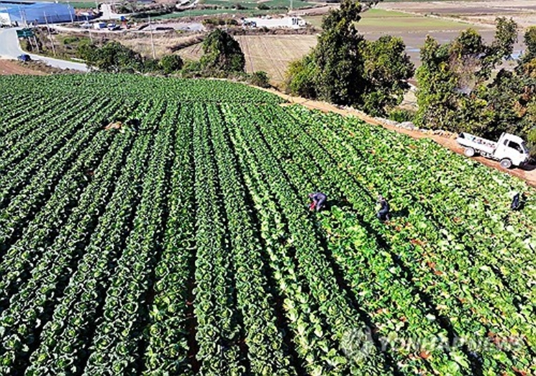 배추밭(사진=연합)